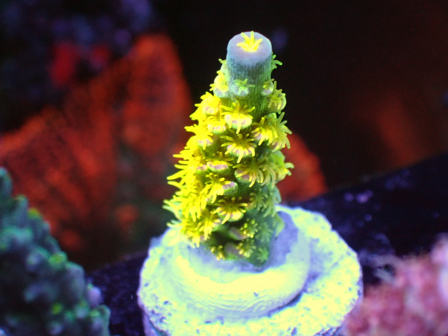 Walt Disney acro 1” frag