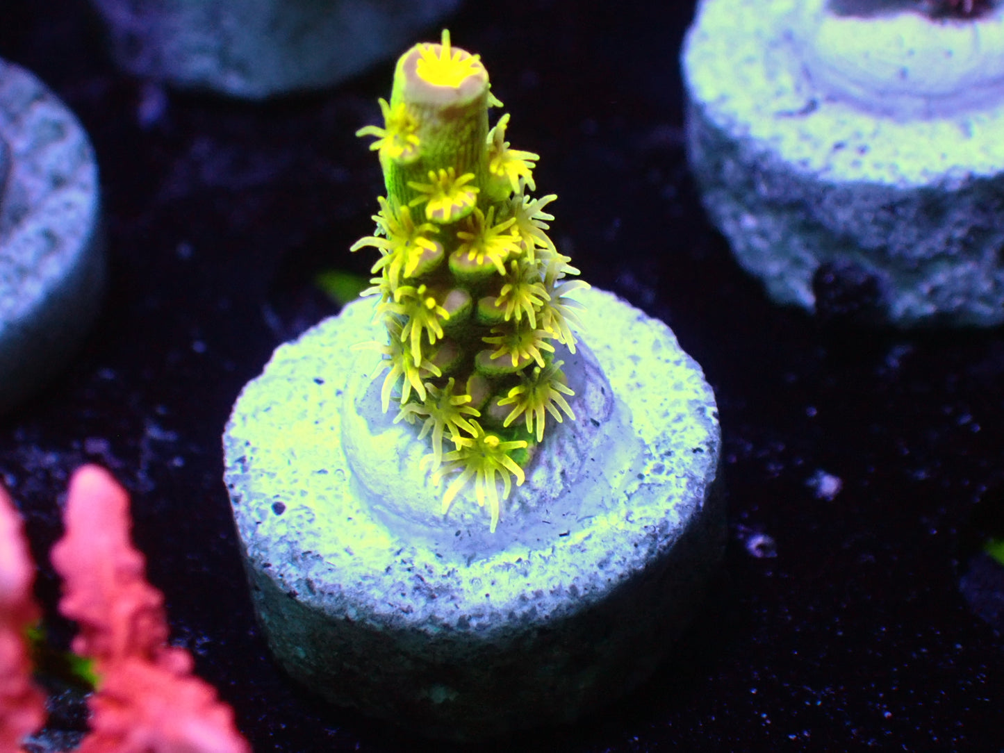 Walt Disney acro 1” frag