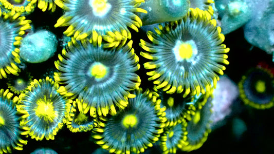 Smurfette zoas 1” frag (5+ heads)