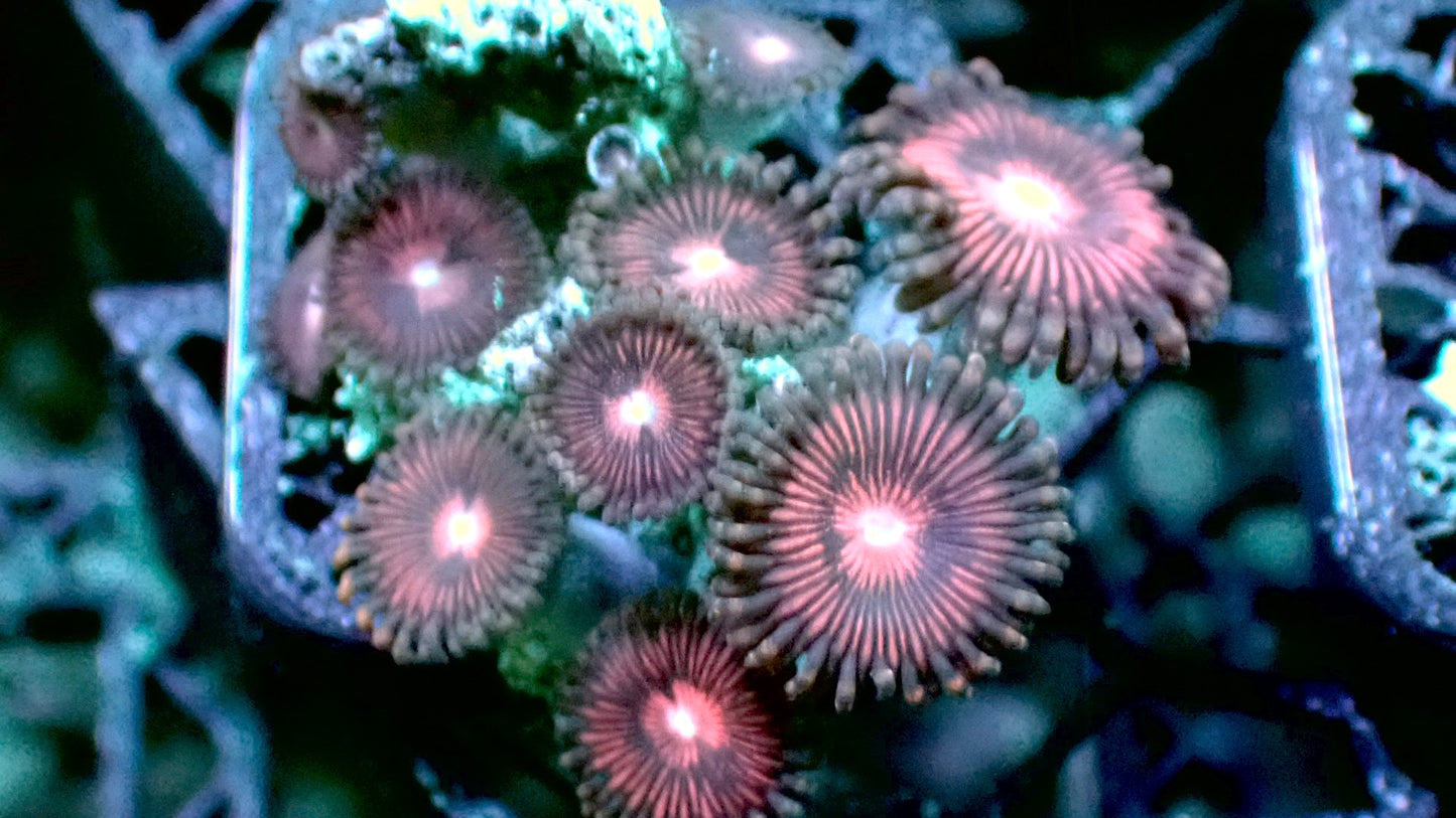 Red wine zoas 1” frag