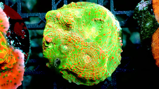 Orange lime chalice 1” frag