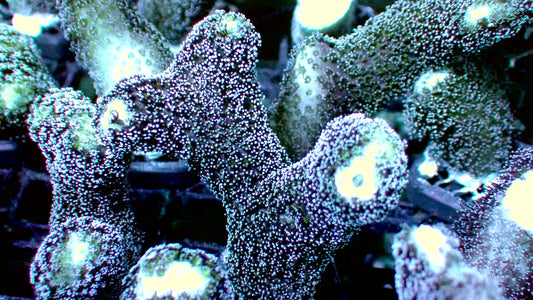 Purple stylo 1” frag