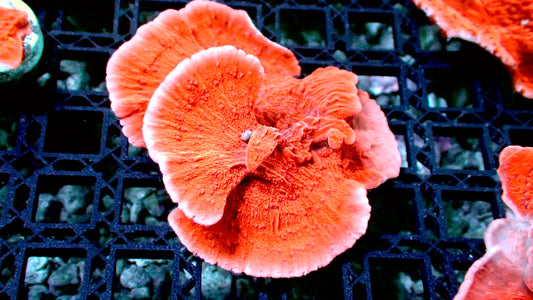 Red monti cap 1” frag