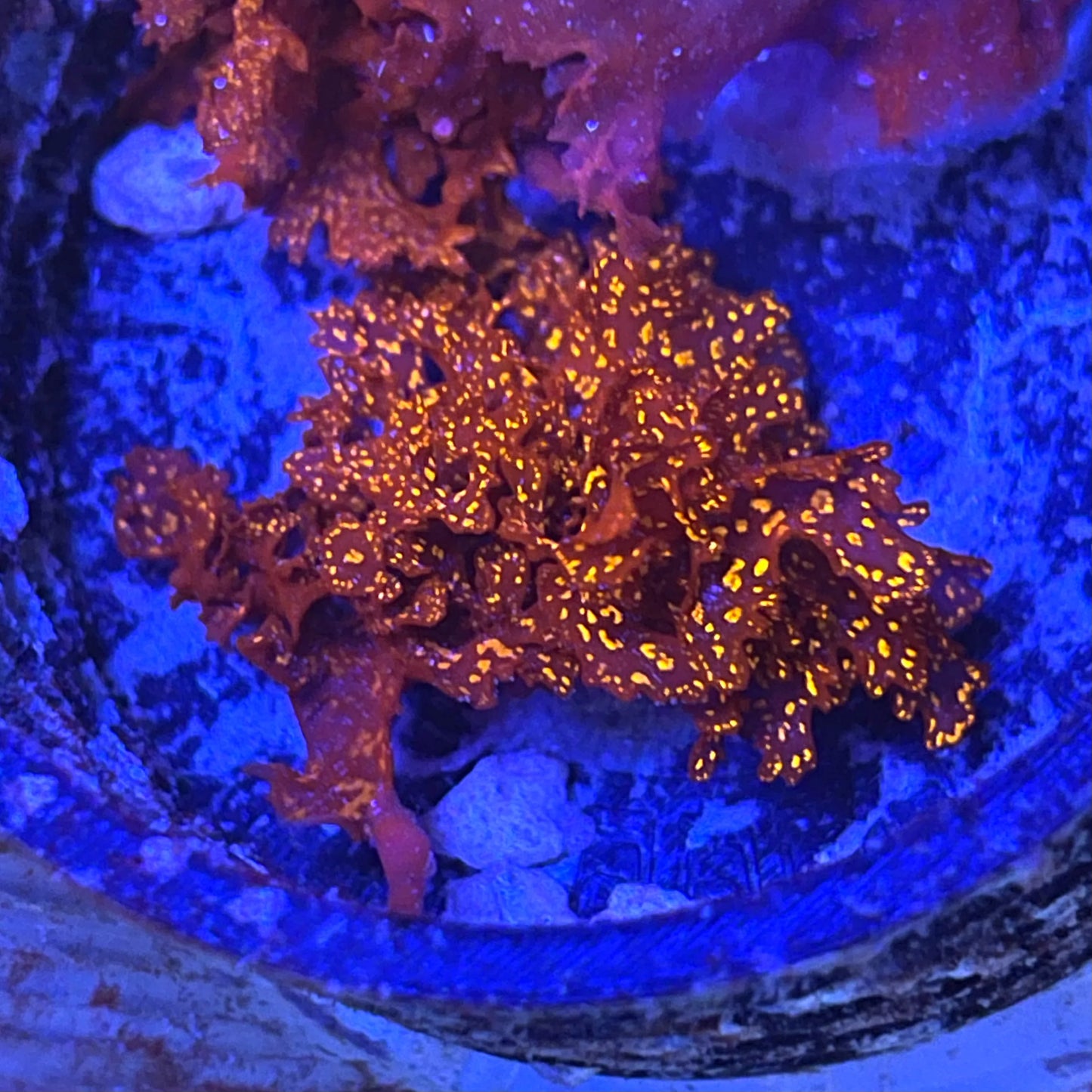 Atomic cabbage macro algae 2” patch