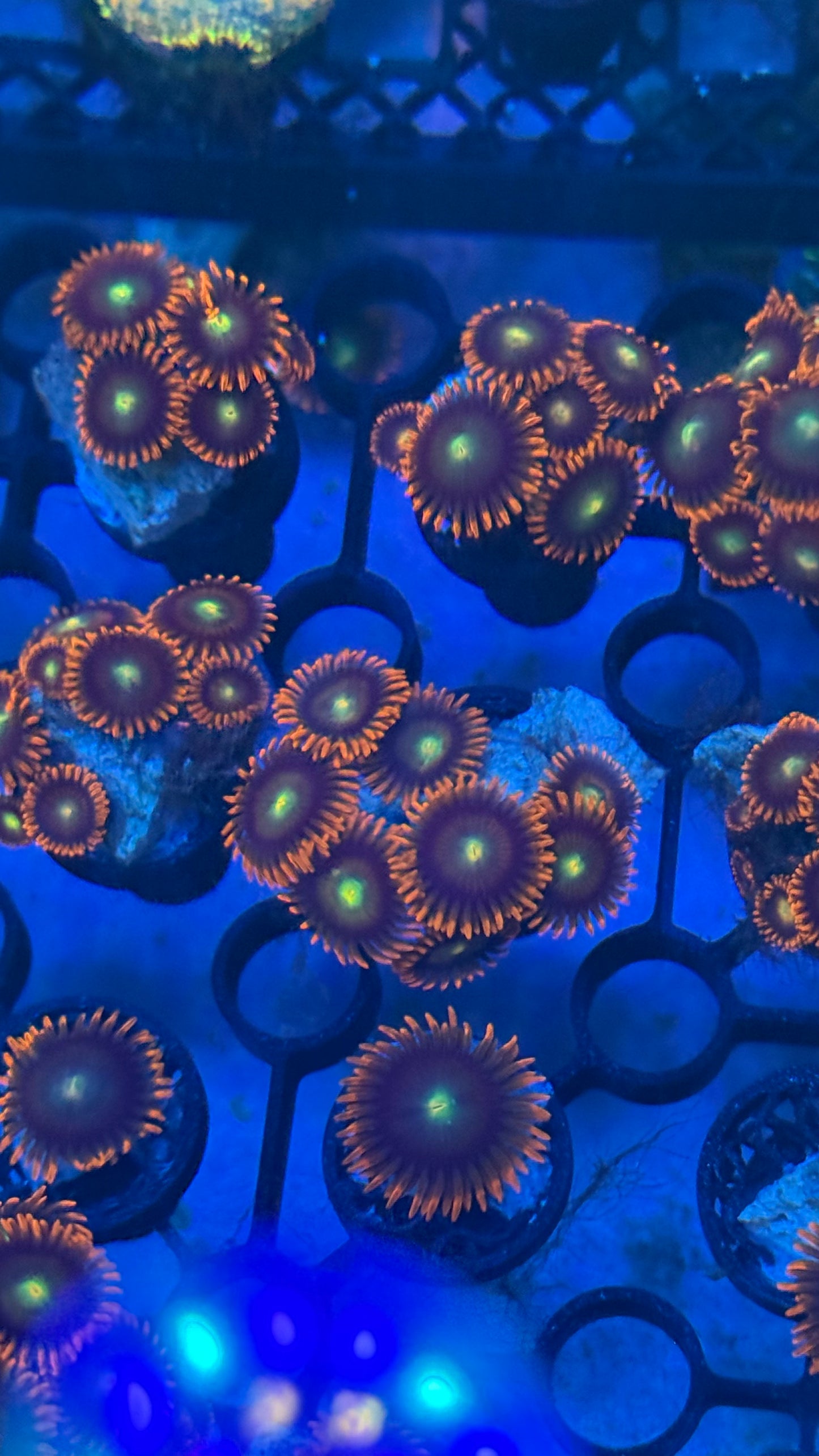 Punk rocker zoas 1” frag
