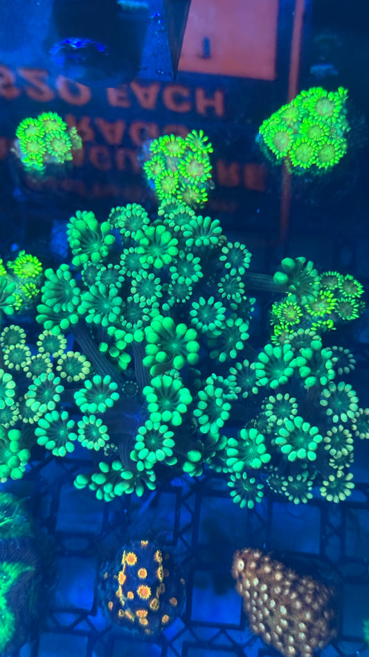 Mint alveopora 1” frag