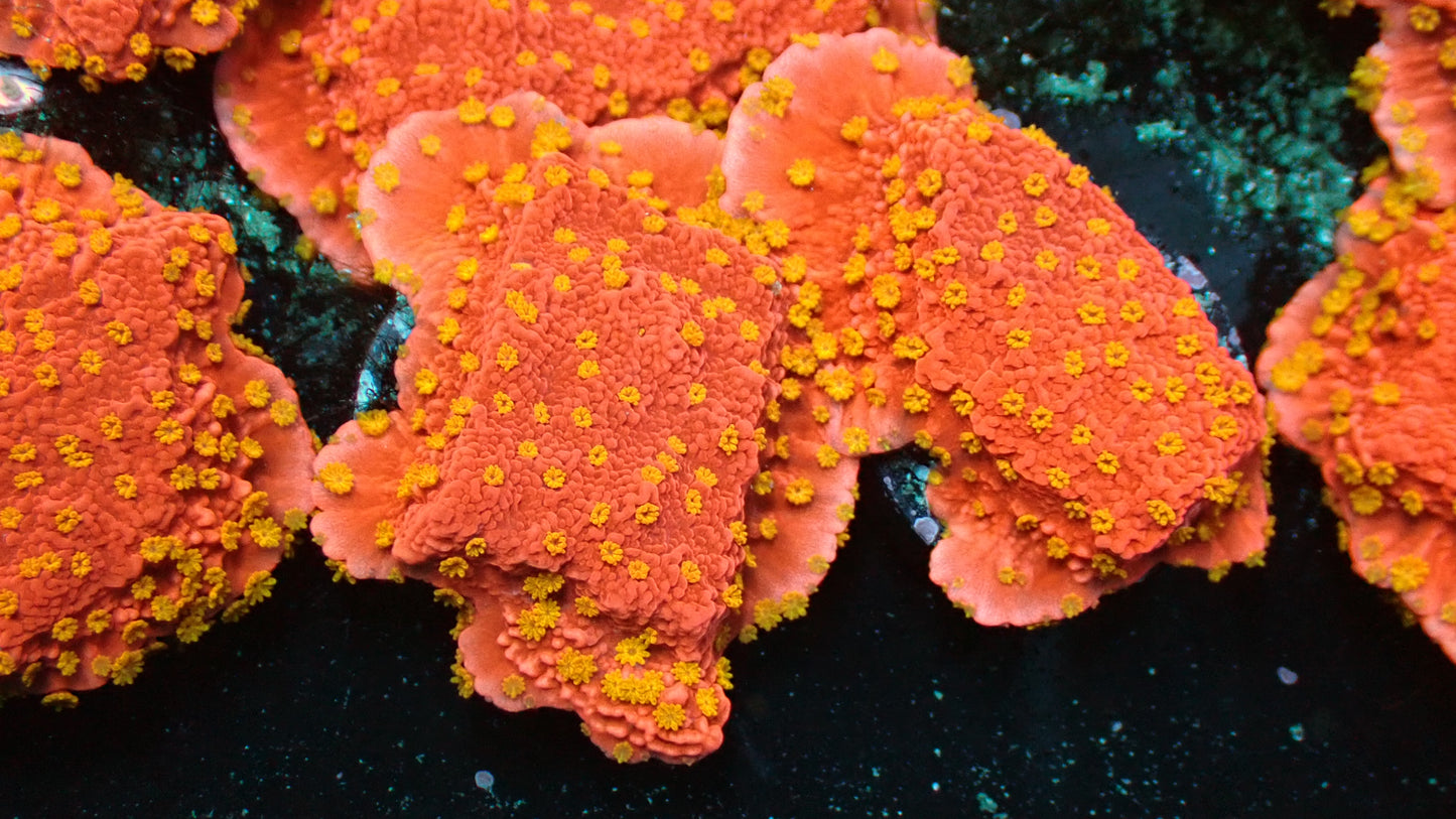Sunburst monti 1” frag
