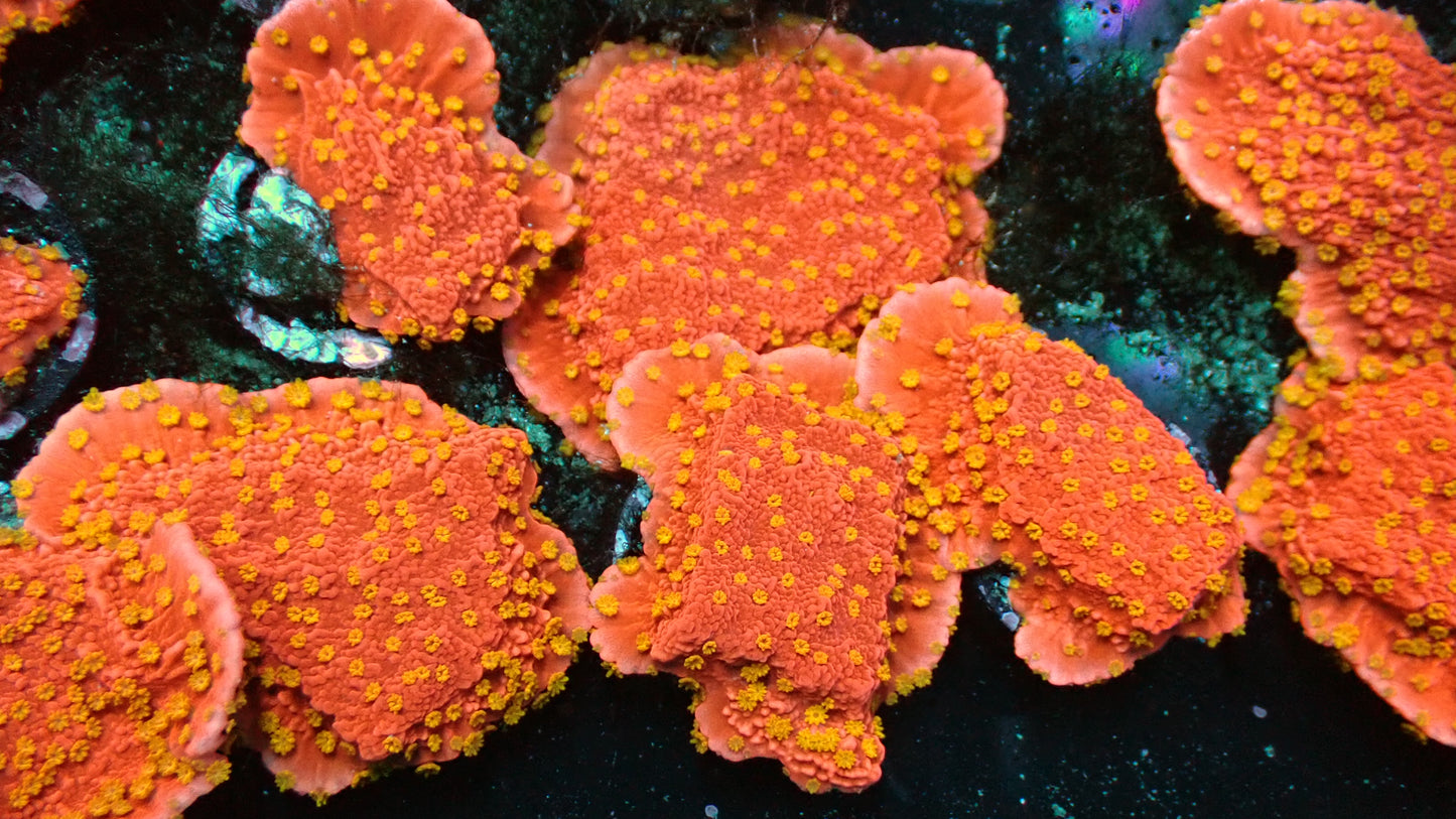 Sunburst monti 1” frag