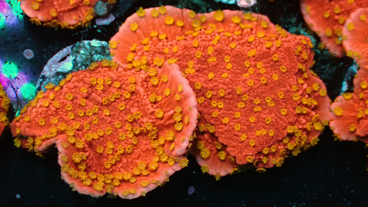 Sunburst monti 1” frag