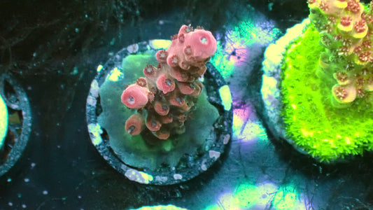 Red Robin acropora 1” frag