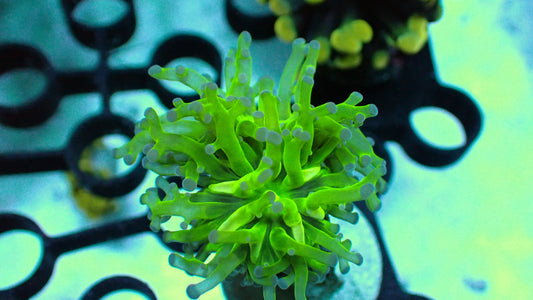 OG frogspawn 1” frag