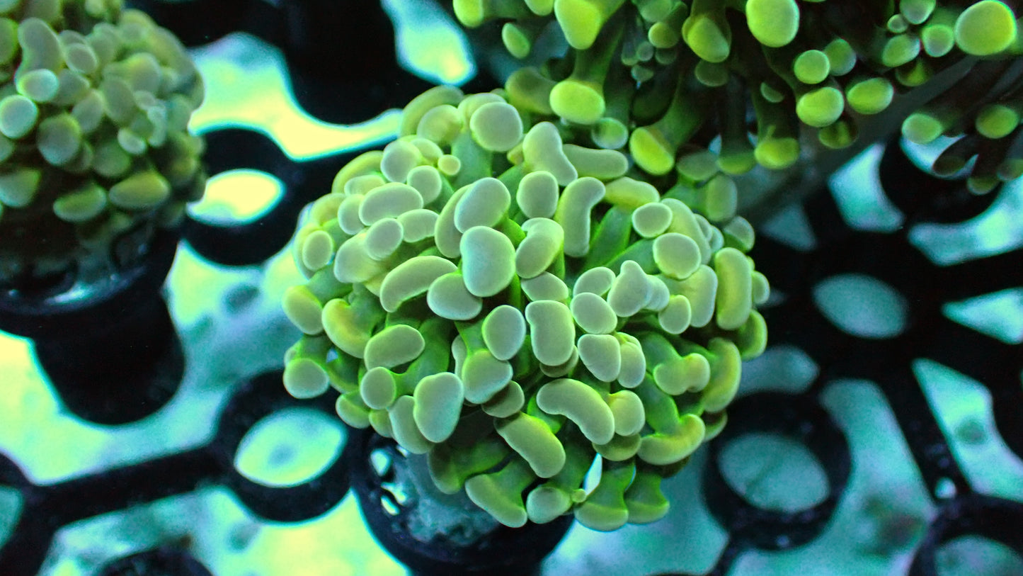Candygram hammer 1” frag