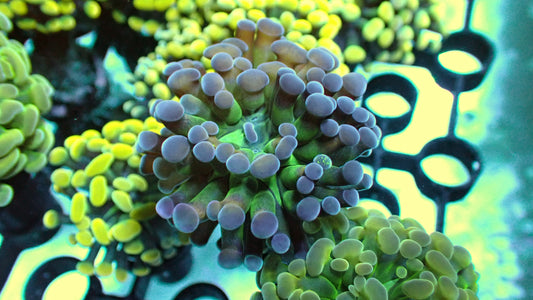 Grape hammer 1” frag WYSIWYG