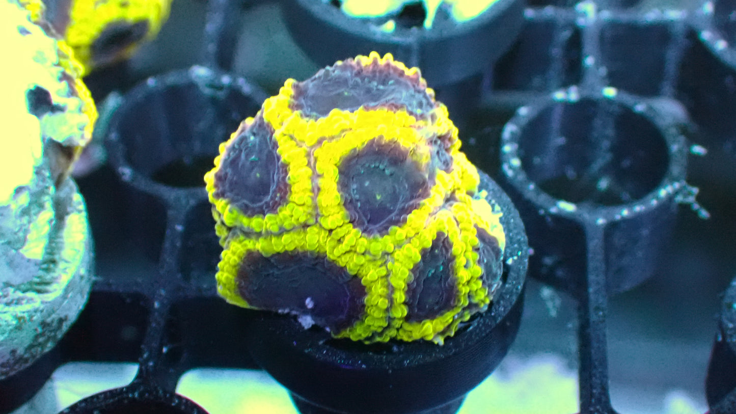 Wolverine favia 1” frag