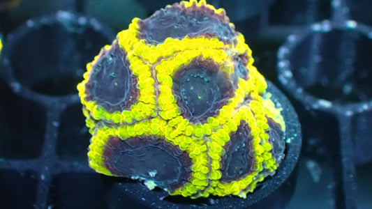 Wolverine favia 1” frag