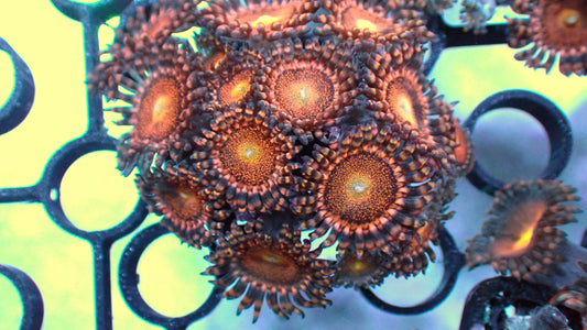 Mohawks zoas 1” frag (5+ heads)