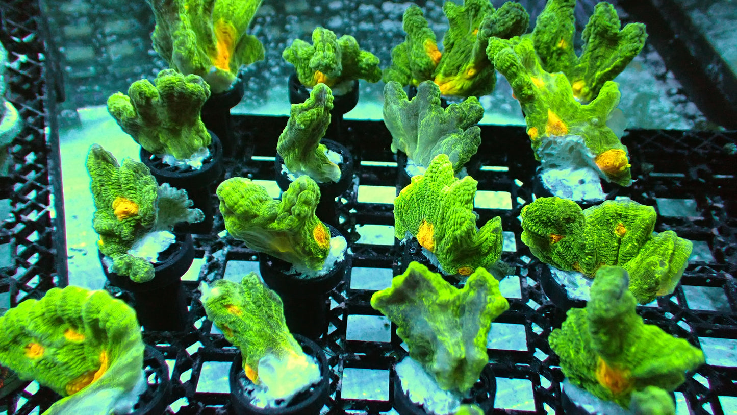Space invader pectinia 1” frag