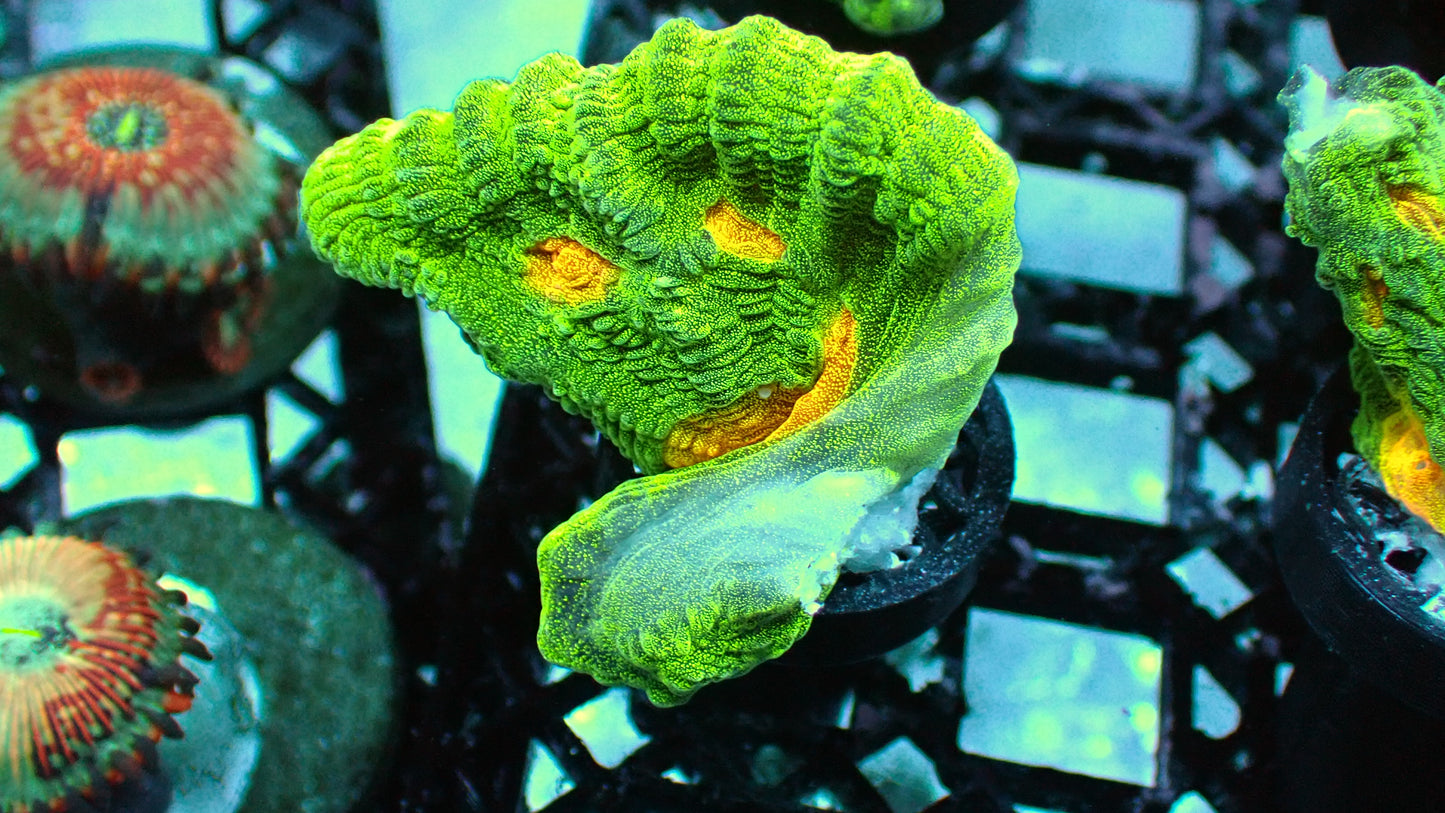 Space invader pectinia 1” frag