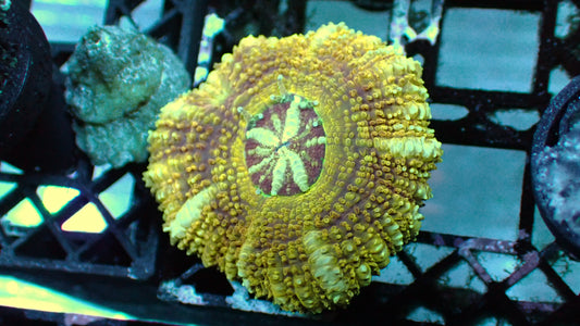 Peach acan 1” frag