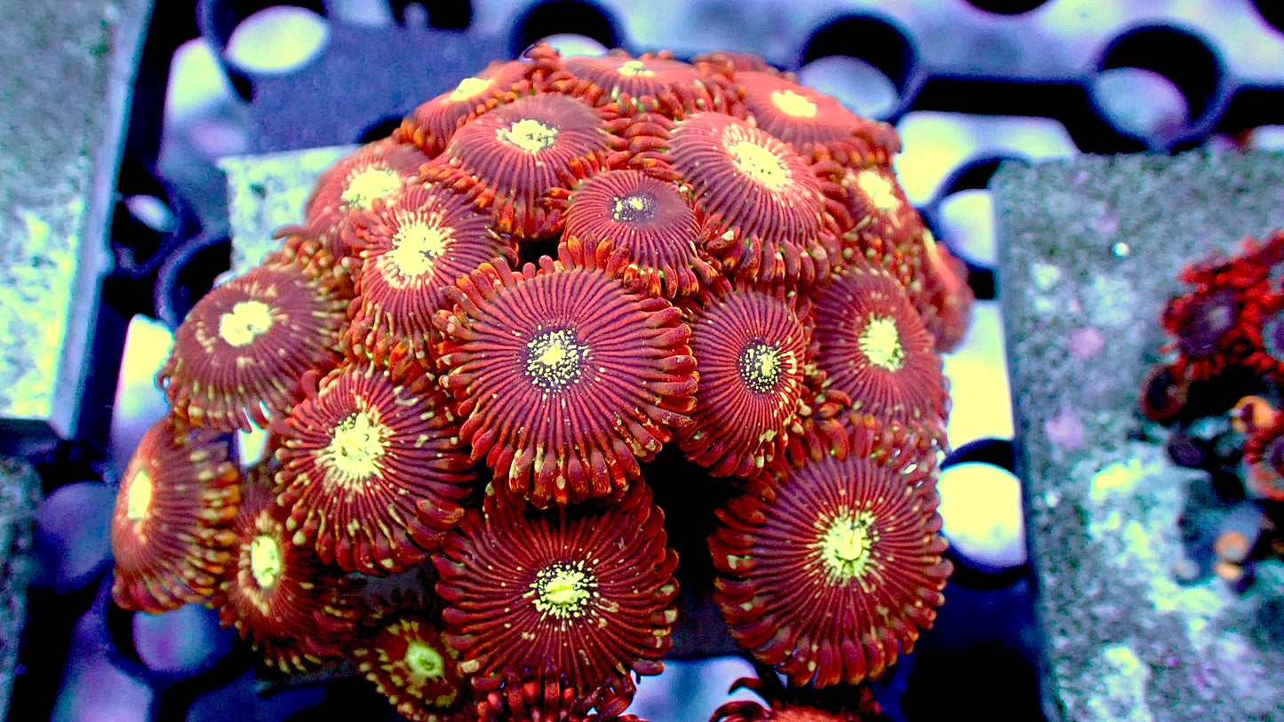 Magicians mini zoa colony 2” tile (10+ heads)