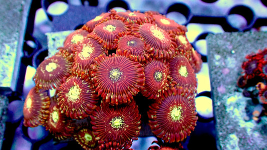 Magicians mini zoa colony 2” tile (10+ heads)