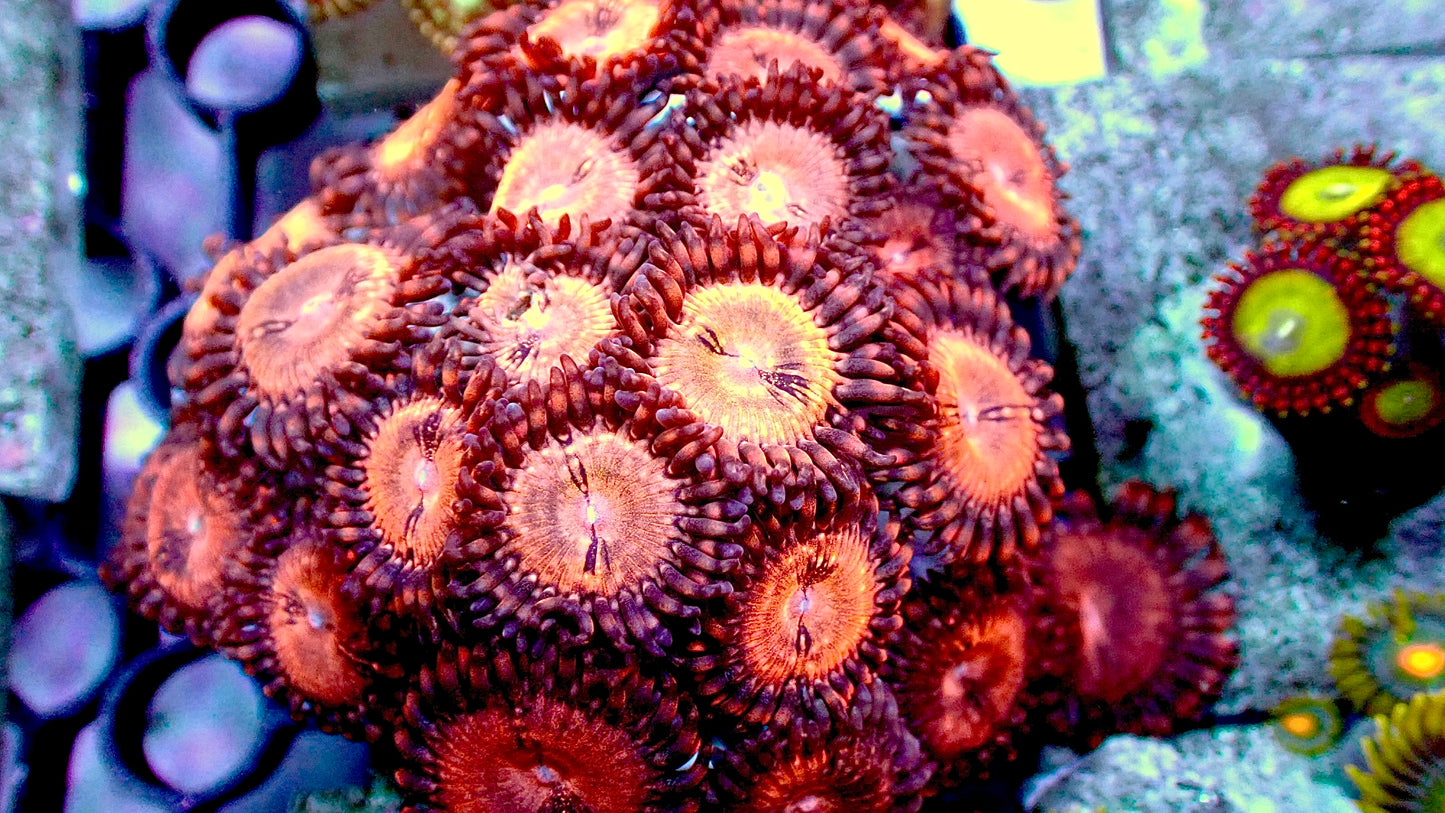 Sakura sunrise zoas mini colony 2” tile 10+ heads