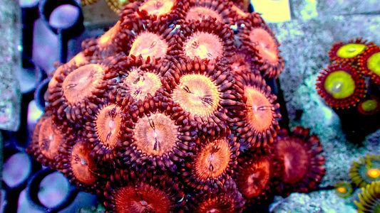 Sakura sunrise zoas mini colony 2” tile 10+ heads