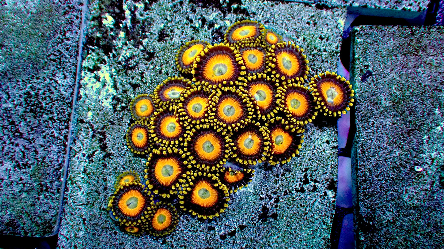 Scrambled eggs zoas 2” tile mini colony (10+ heads)