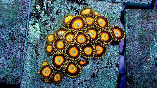 Scrambled eggs zoas 2” tile mini colony (10+ heads)
