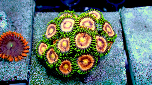 Laser lemon zoas mini colony 2” tile (10+ heads)