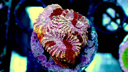 Cherry blossom favia 1” frag