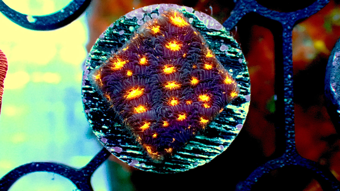 Fireworks leptoseris 1” frag