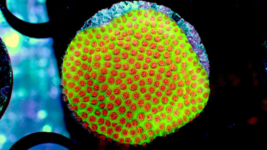 Jf burning banana 1” frag