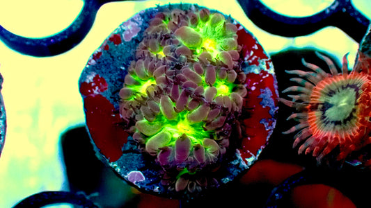 Blastomussa merletti 1” frag