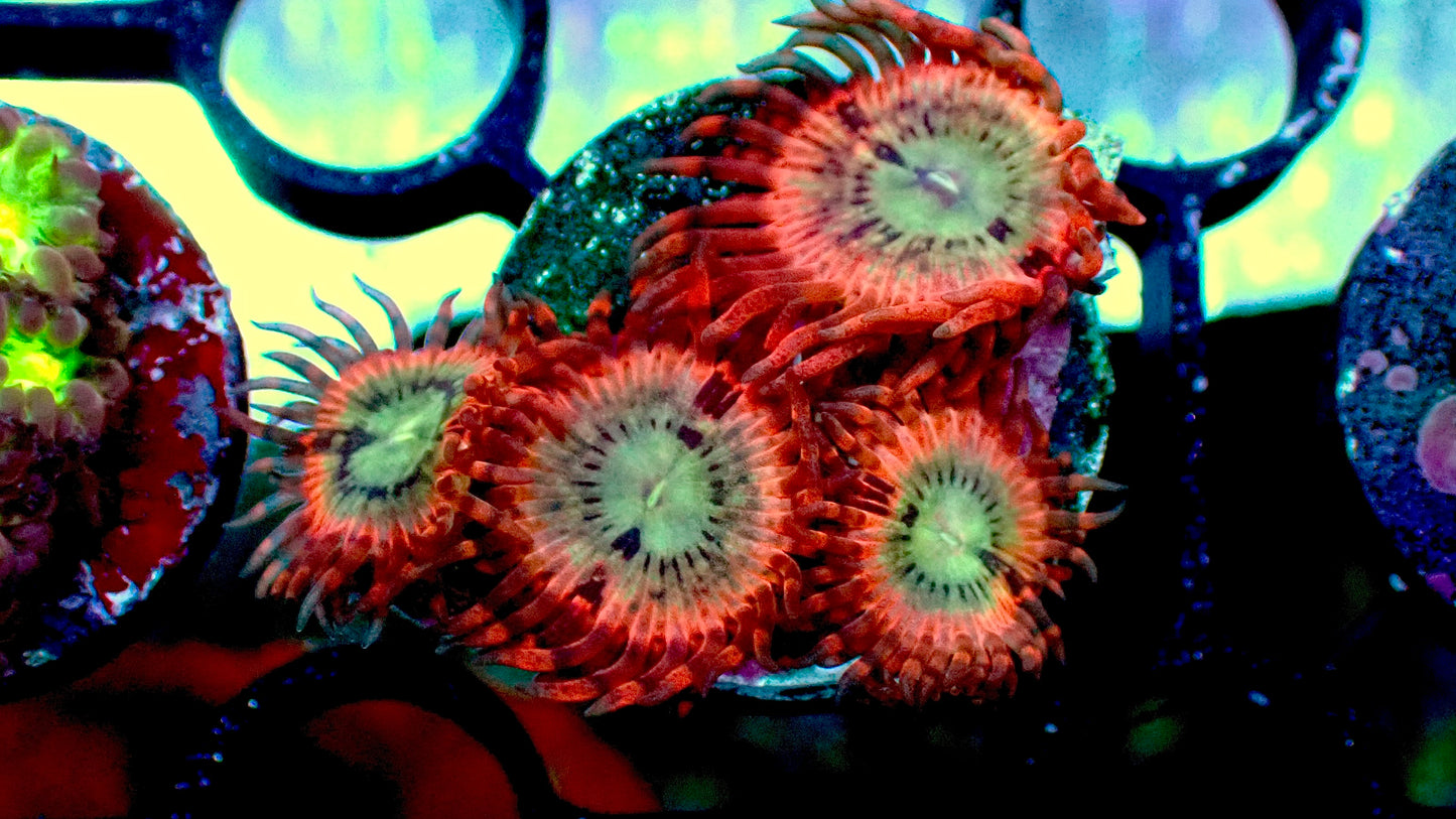 Volcanic war zoas 1” frag