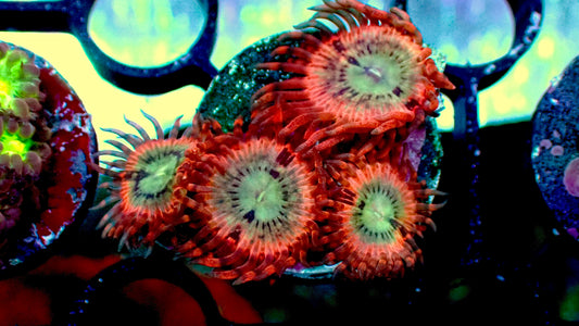 Volcanic war zoas 1” frag