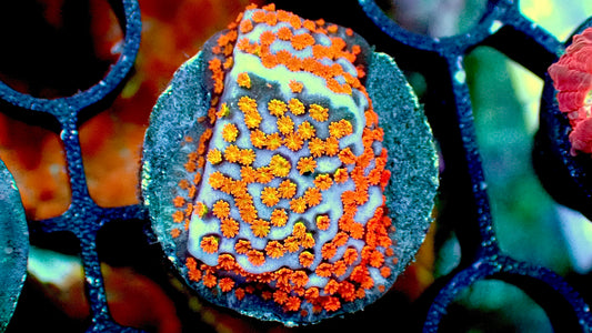 Aquaman monti 1” frag