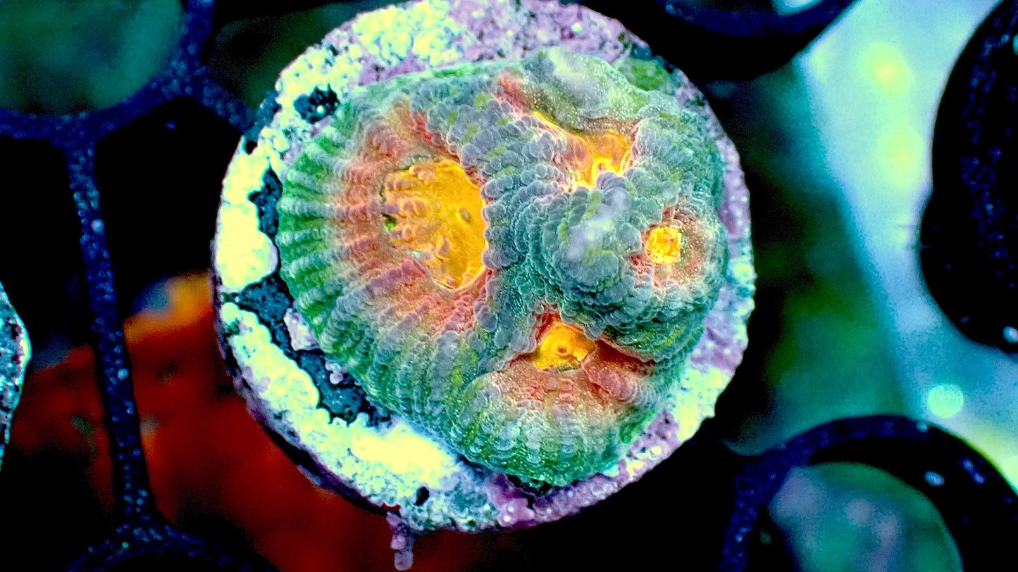 Helios favia 1” frag