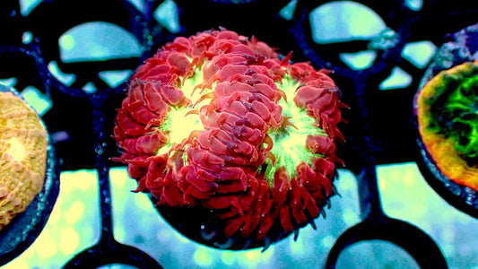 Blind eye blastomussa merletti 1” frag