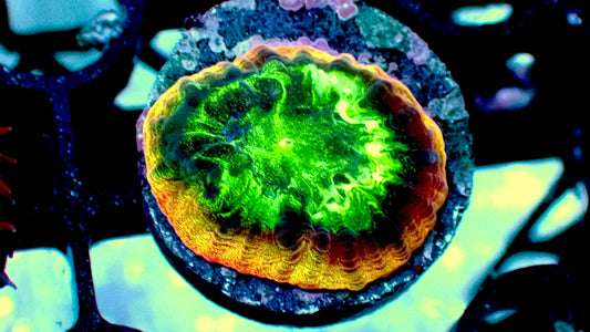 Rainbow rim favia 1” frag