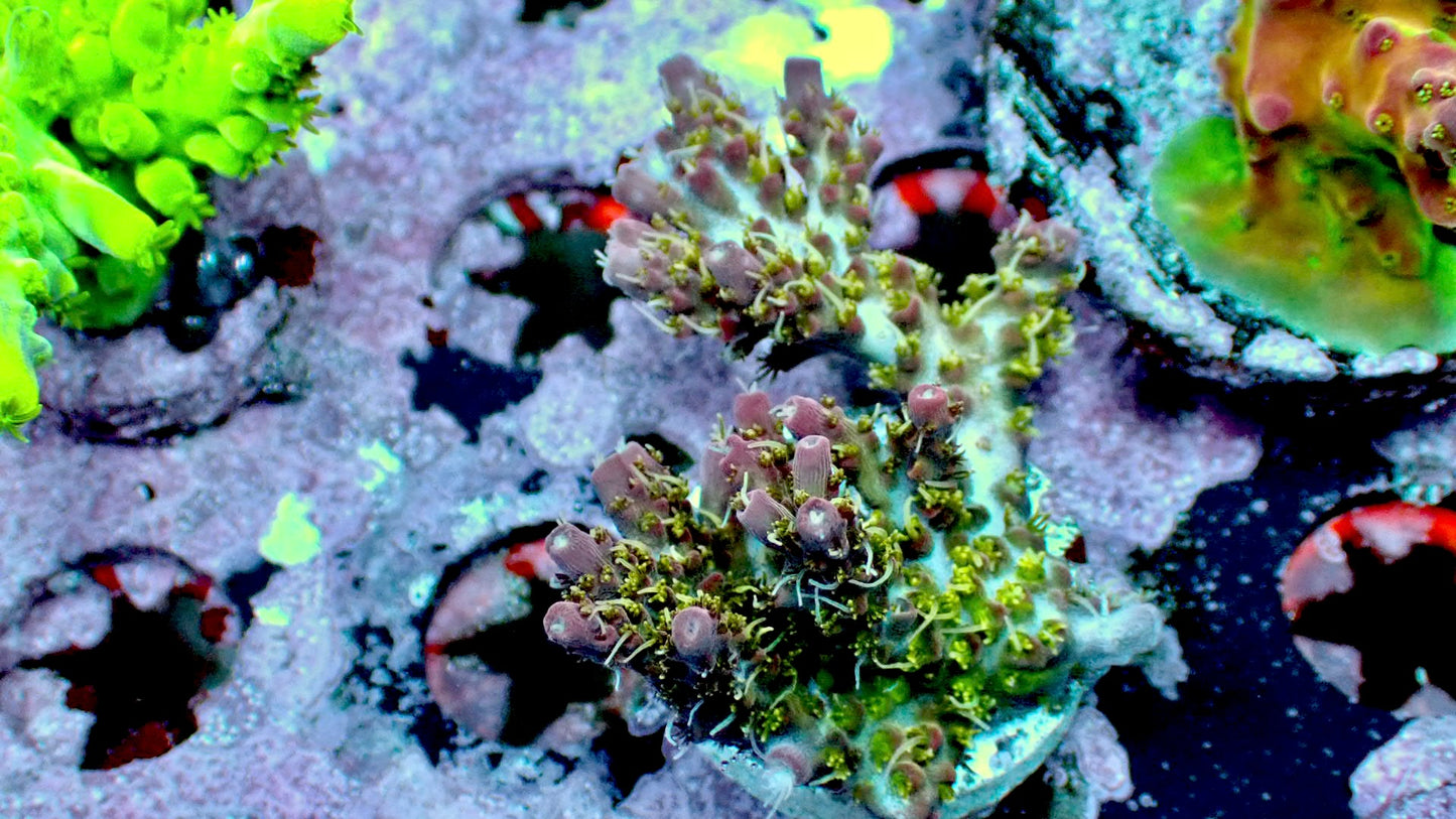 Voodoo majik acropora 1” frag WYSIWYG