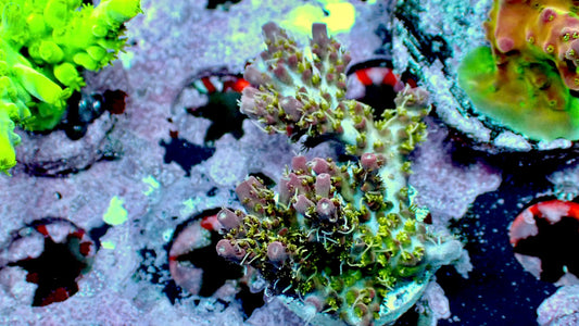 Voodoo majik acropora 1” frag WYSIWYG