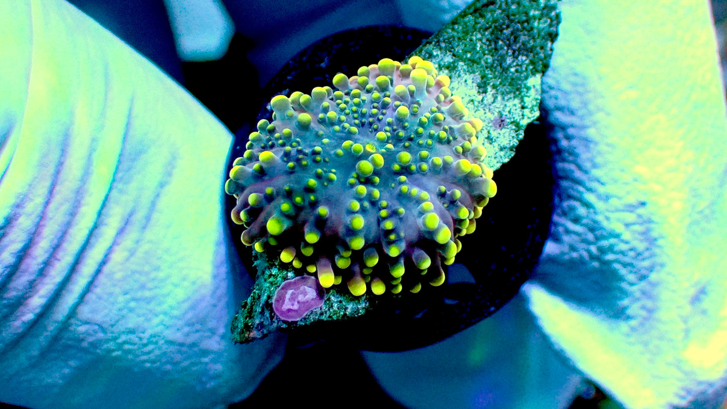 X files Yuma mushroom 1” frag