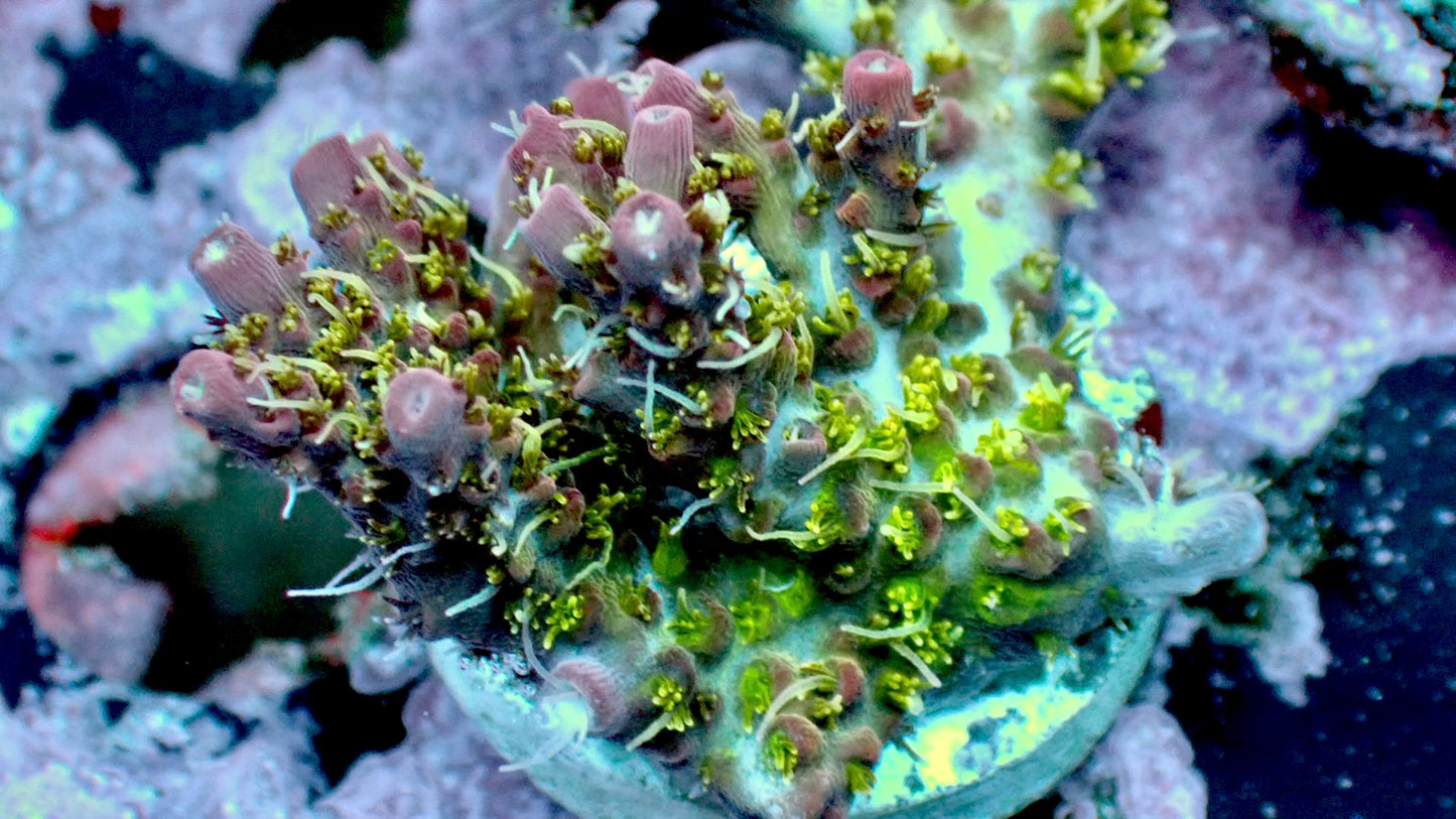 Voodoo majik acropora 1” frag WYSIWYG