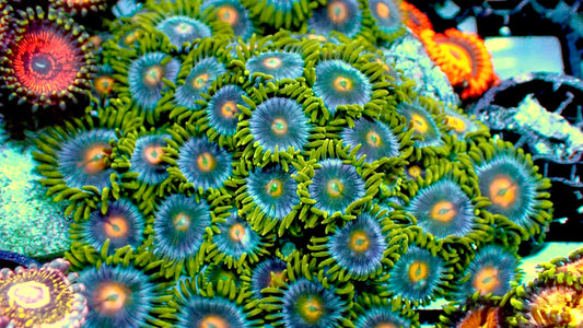 Blueberry zoas 1” frag (5+ heads)