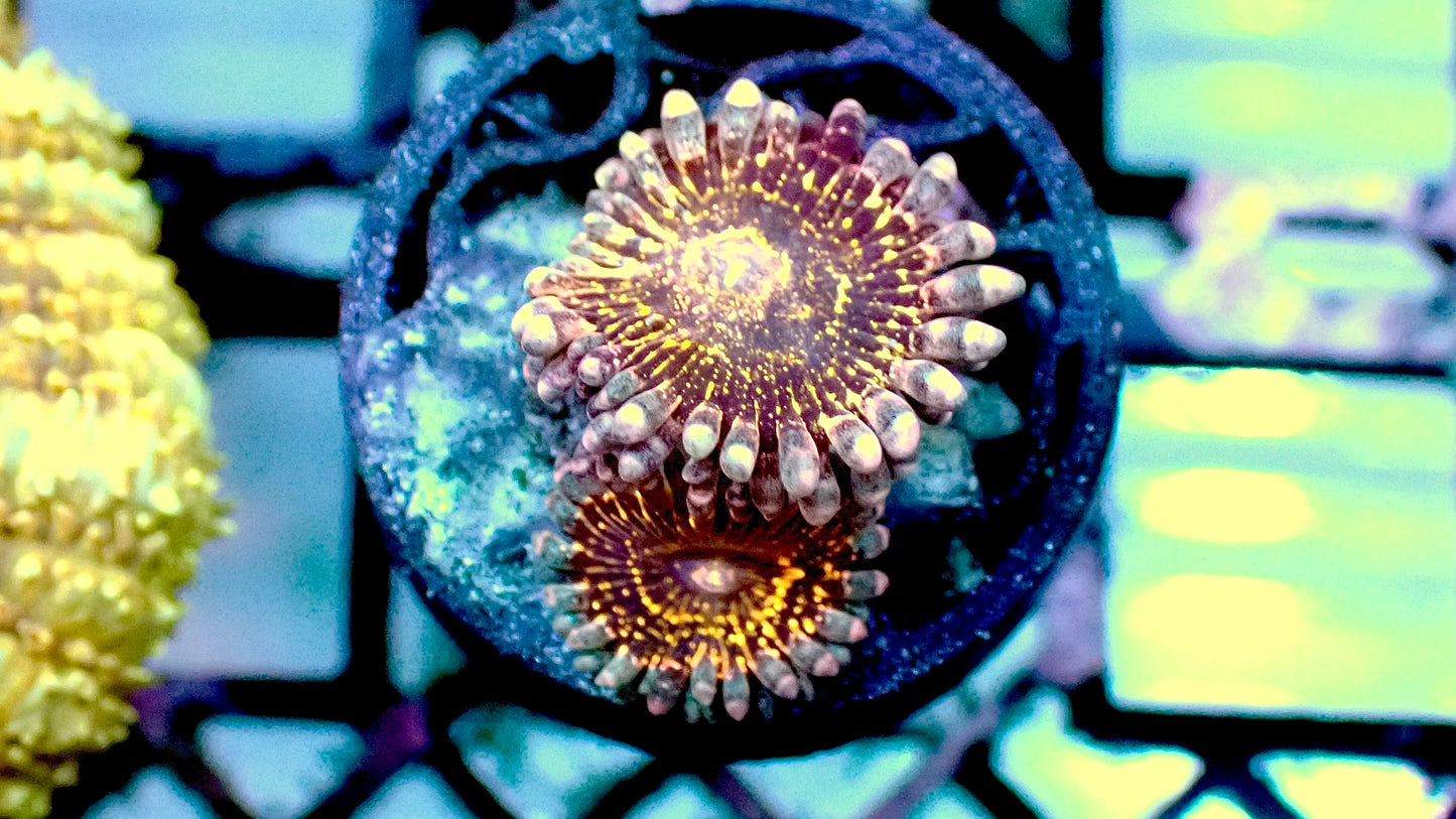 Stratospheres zoas 2 heads 1” frag