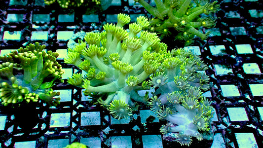 Blue Goni 1” frag