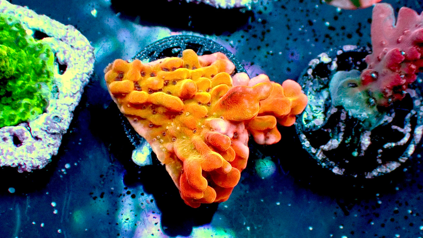 CB Flaming phoenix monti 1” frag