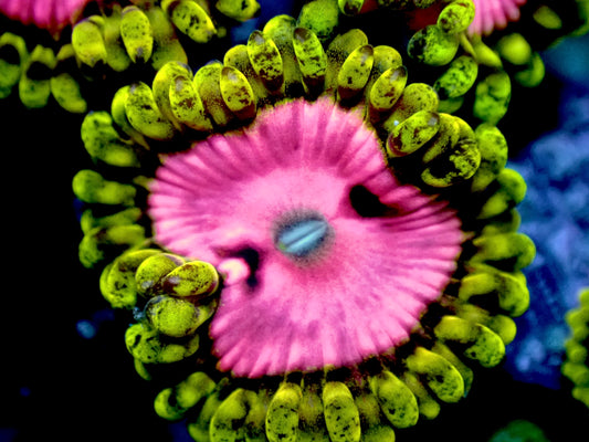 Pink diamonds zoas 3-4 heads 1” frag