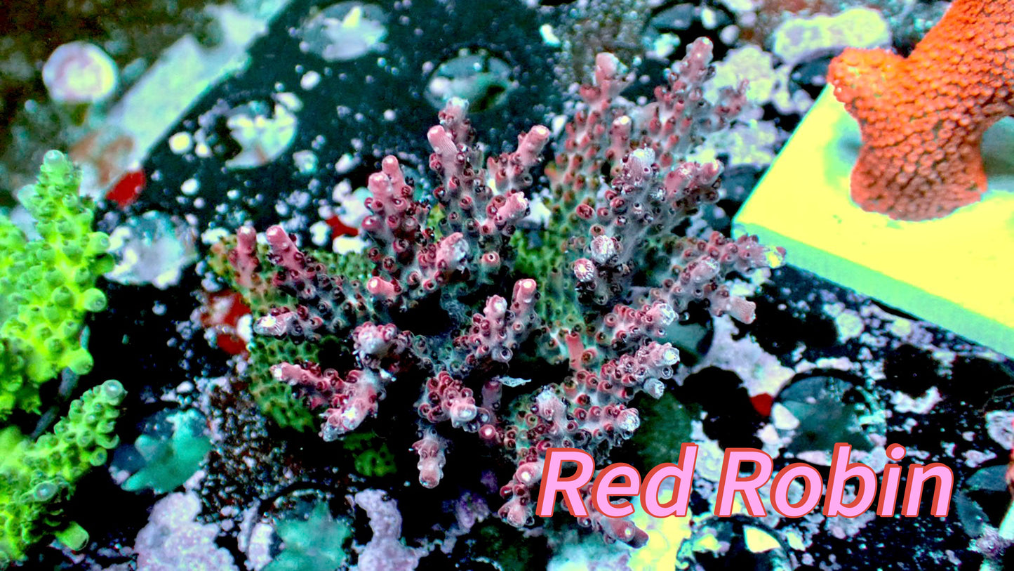 Red Robin acro colony 2” WYSIWYG
